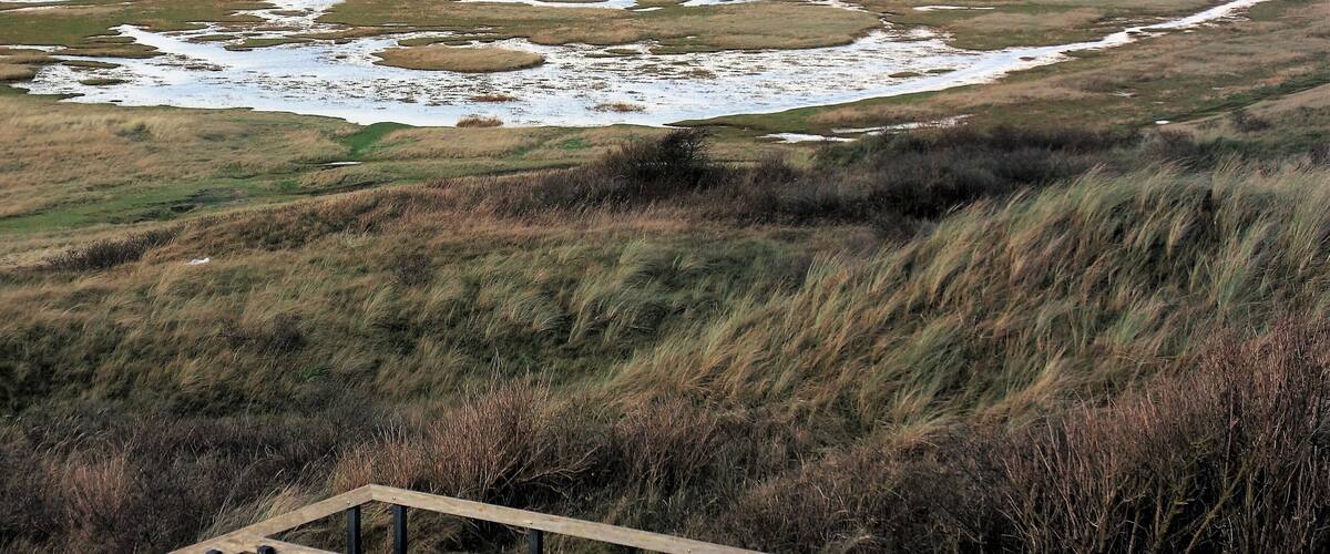 A grassy landscape with a wooden boardwalk leading to a wetland area.