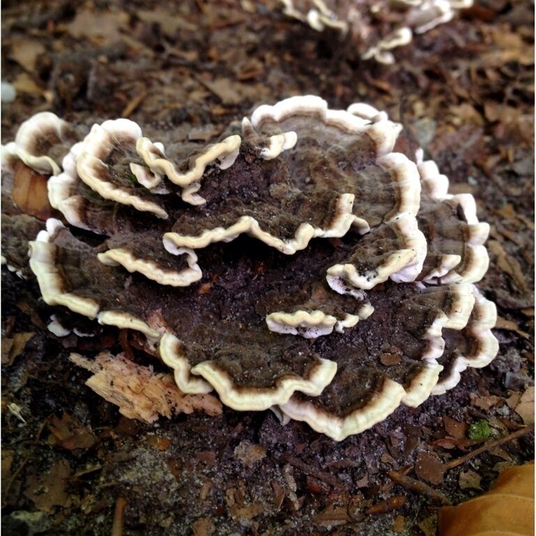 A close-up of a bracket fungus growing on a tree trunk.