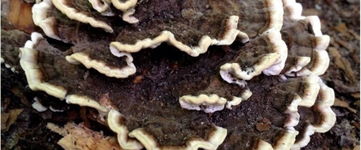 A close-up of a bracket fungus growing on a tree trunk.