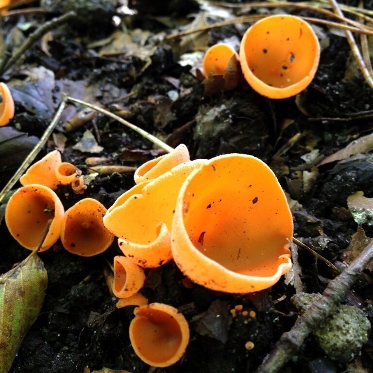 Lovely colors in the nature. 