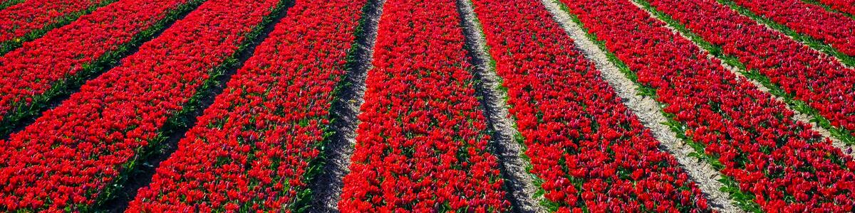 Netherlands, North Holland, Burgerbrug. Bright red tulip field in spring.
