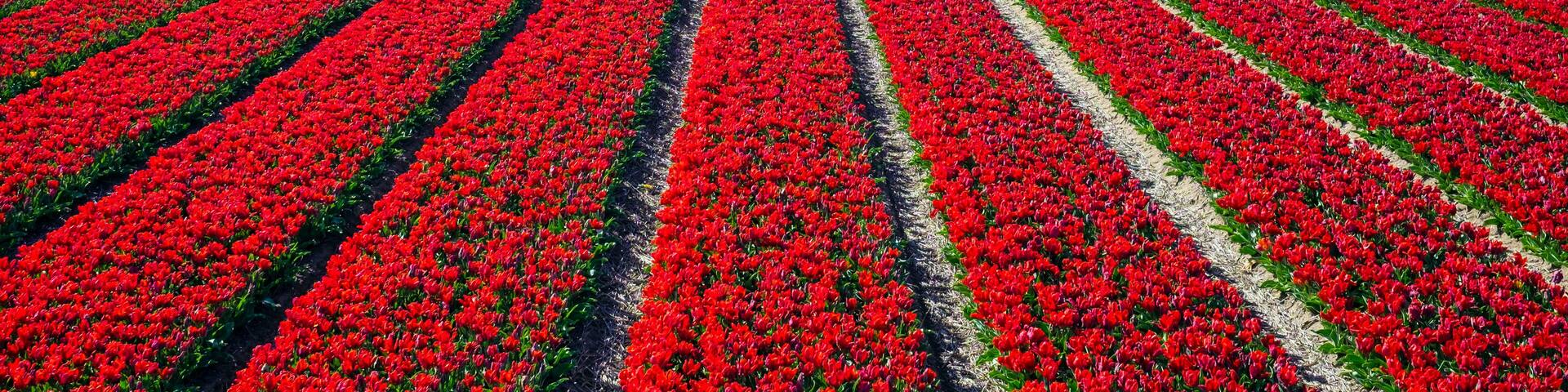 Netherlands, North Holland, Burgerbrug. Bright red tulip field in spring.