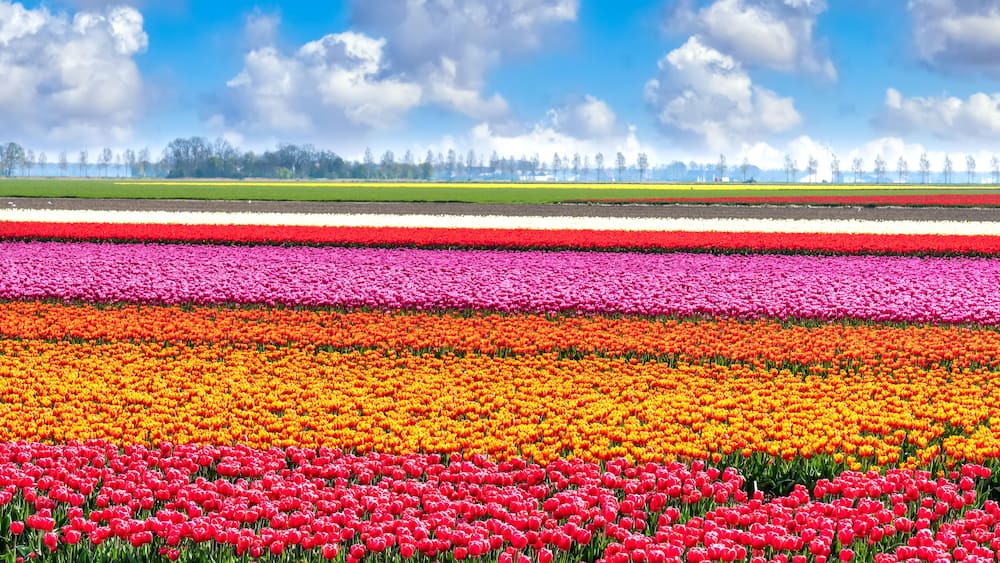 Tulpenblüte in Holland