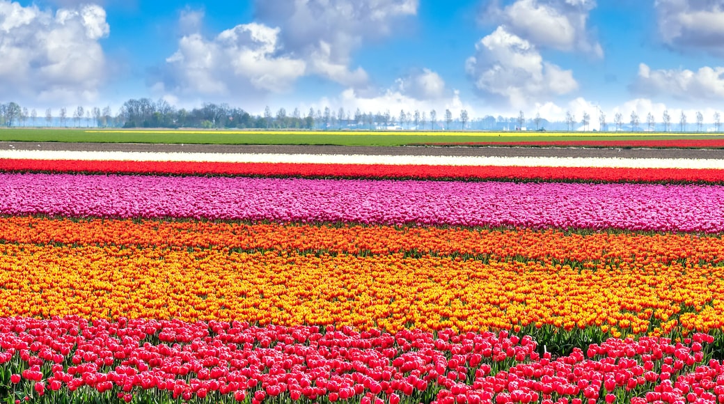 Tulpenblüte in Holland