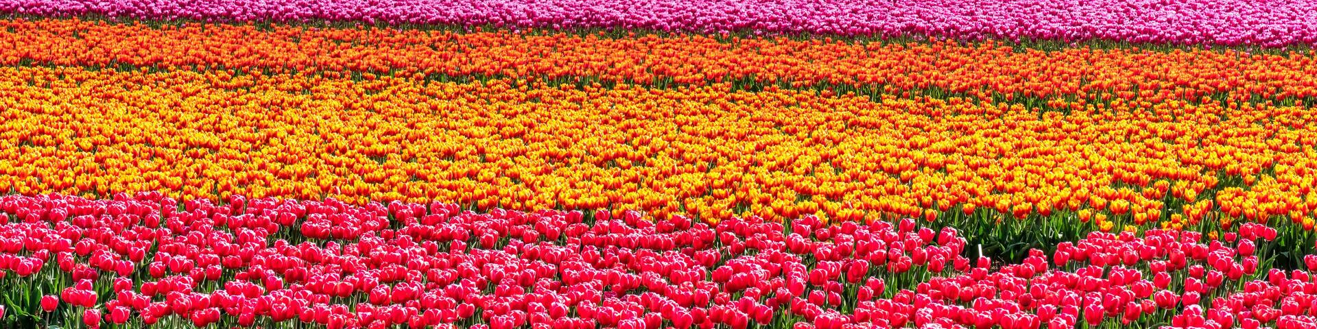 Tulpenblüte in Holland
