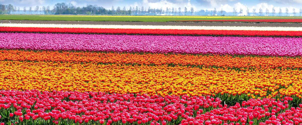 A tulip field with rows of pink, red, orange, and yellow flowers under a blue sky with clouds.