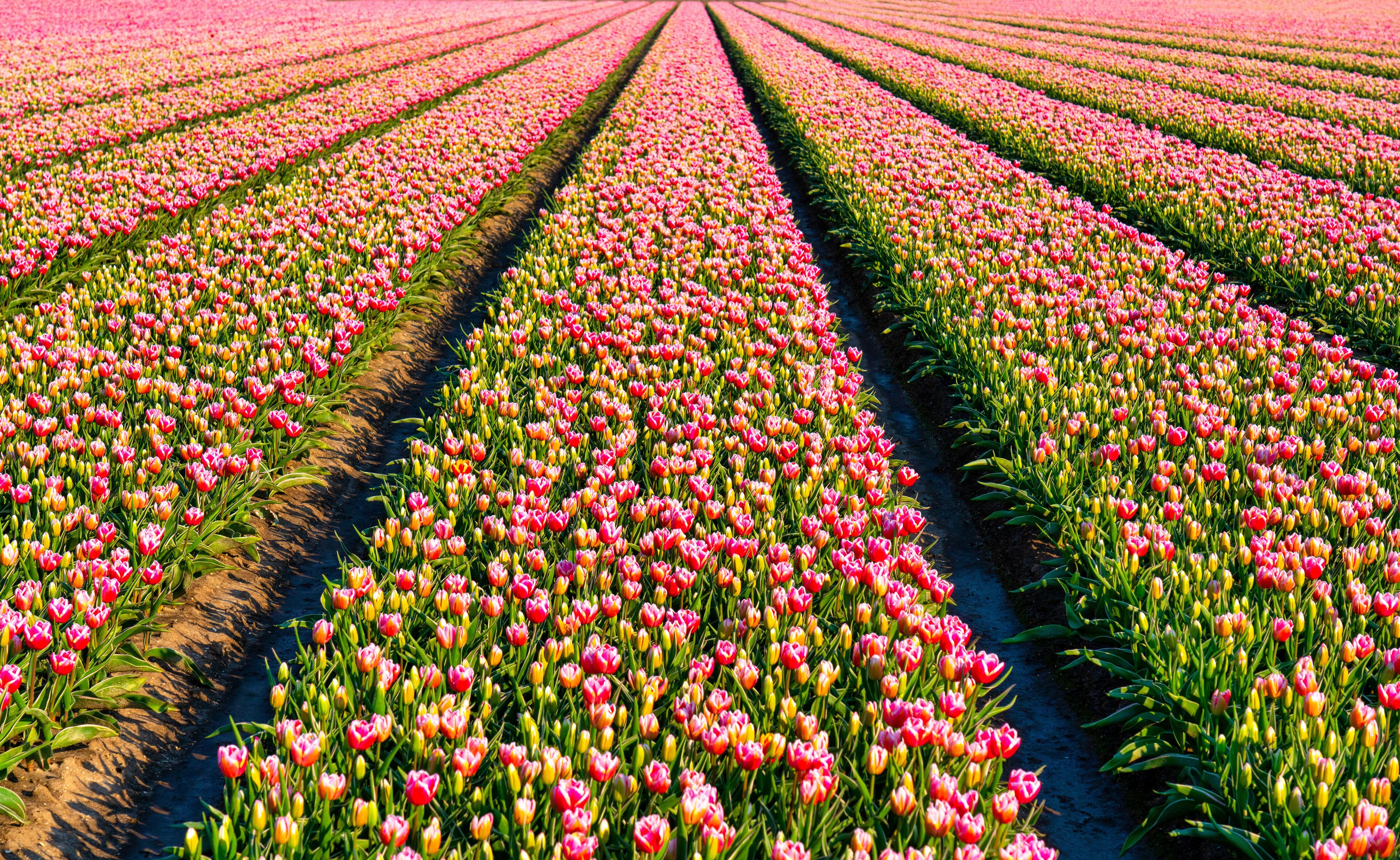 Tulpenblüte in Holland