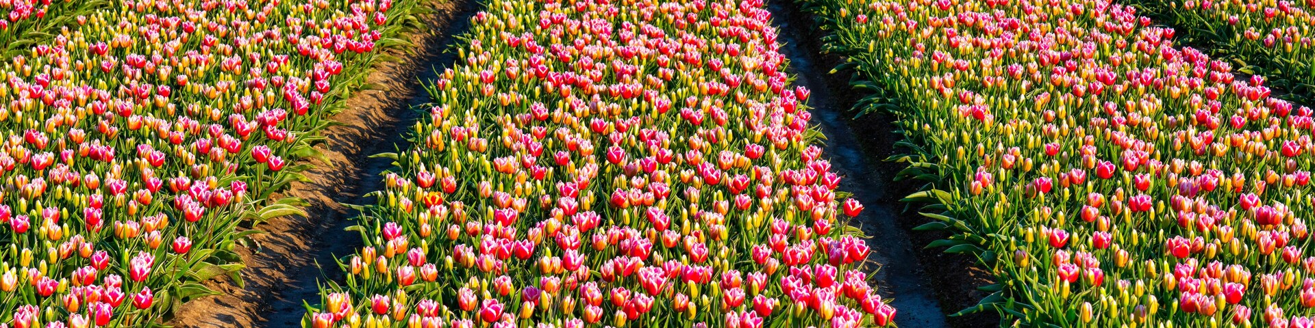 Un campo de tulipanes rosa y amarillos dispuestos en filas ordenadas.