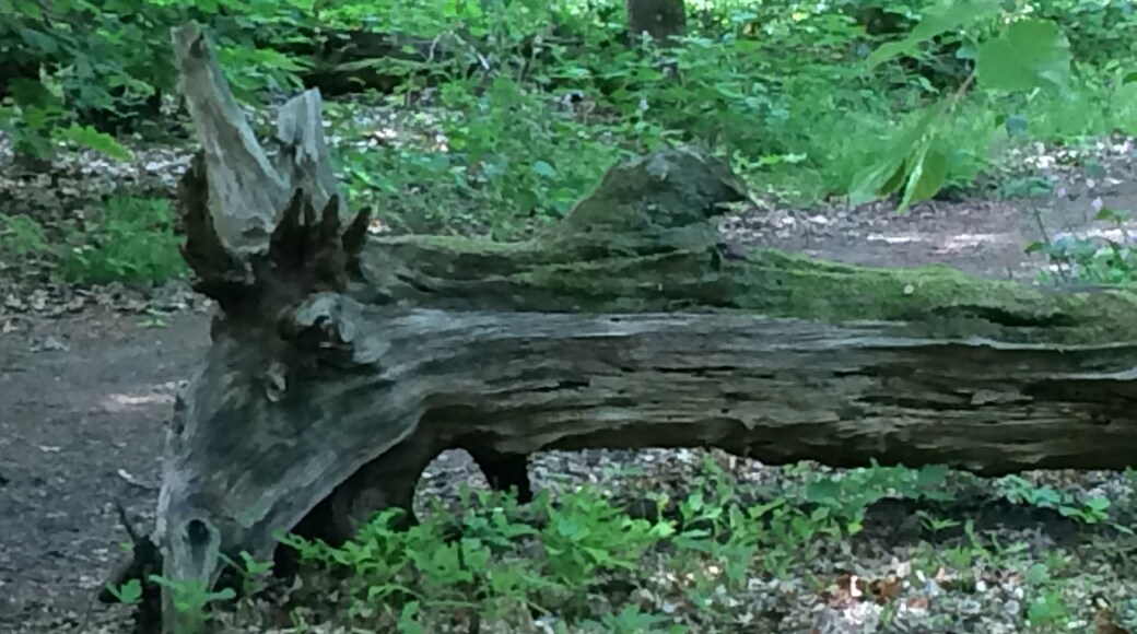 Strange trees in the forest.
