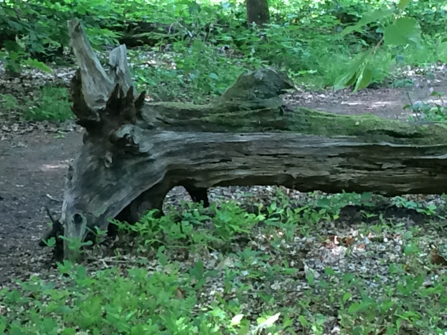 Strange trees in the forest.
