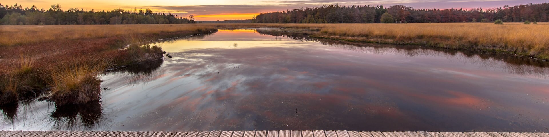 Boardwalk in natural heathland fen