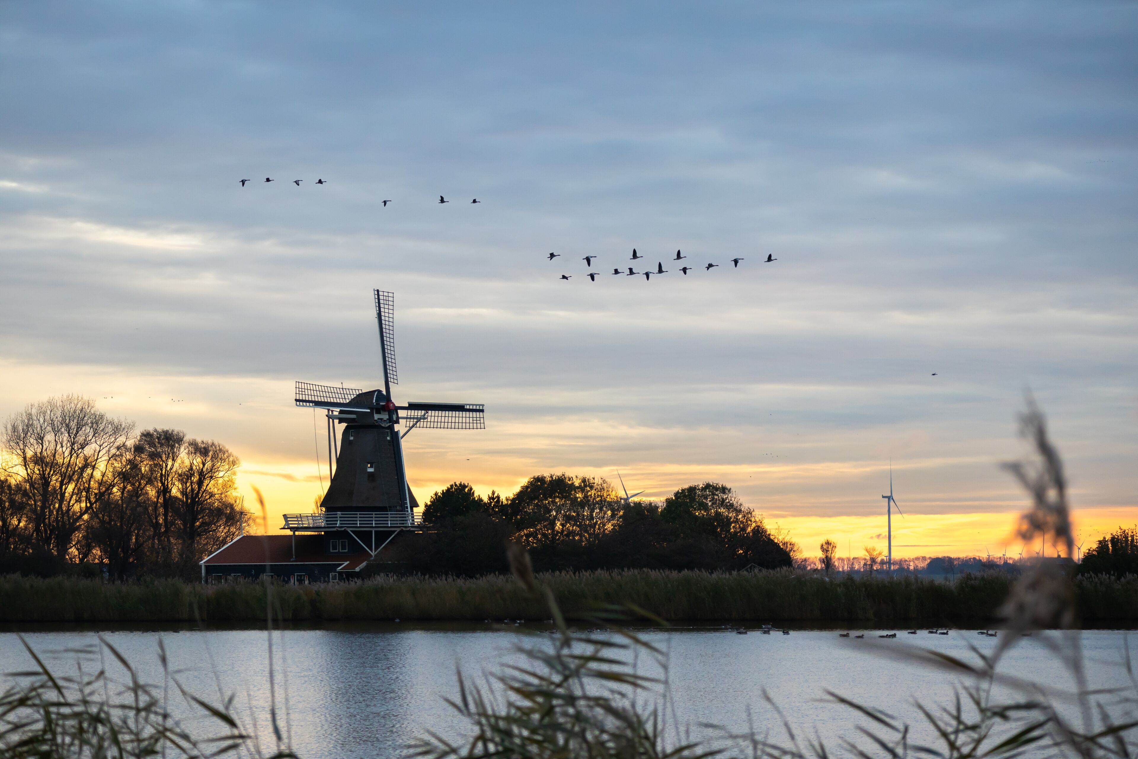 Mill Leonide surrounded by passing geese during sunrise. A delightful morning scene in Anna Paulowna. The sun rises, and nature presents itself at its best. 