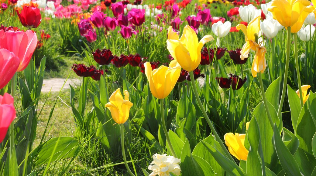 tulips of various colors yellow purple orange and fuchsia bloomed in the Dutch garden in spring without people