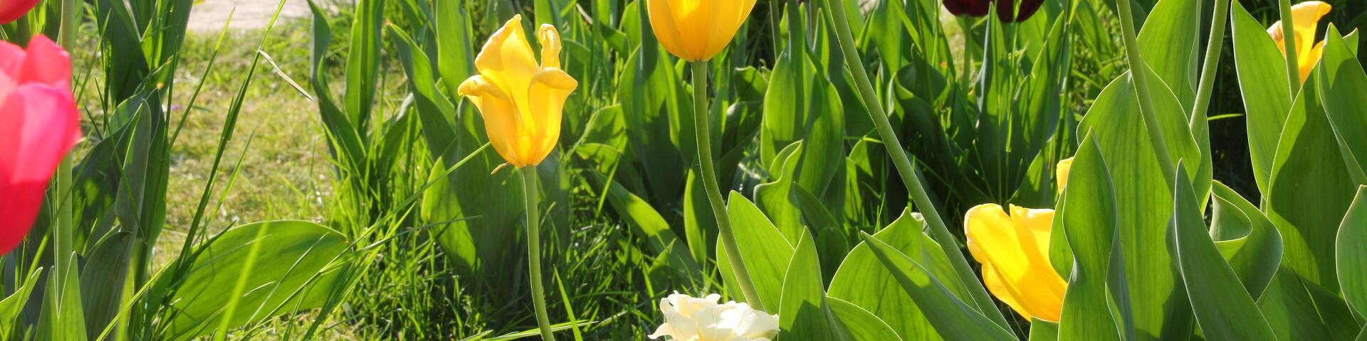tulips of various colors yellow purple orange and fuchsia bloomed in the Dutch garden in spring without people