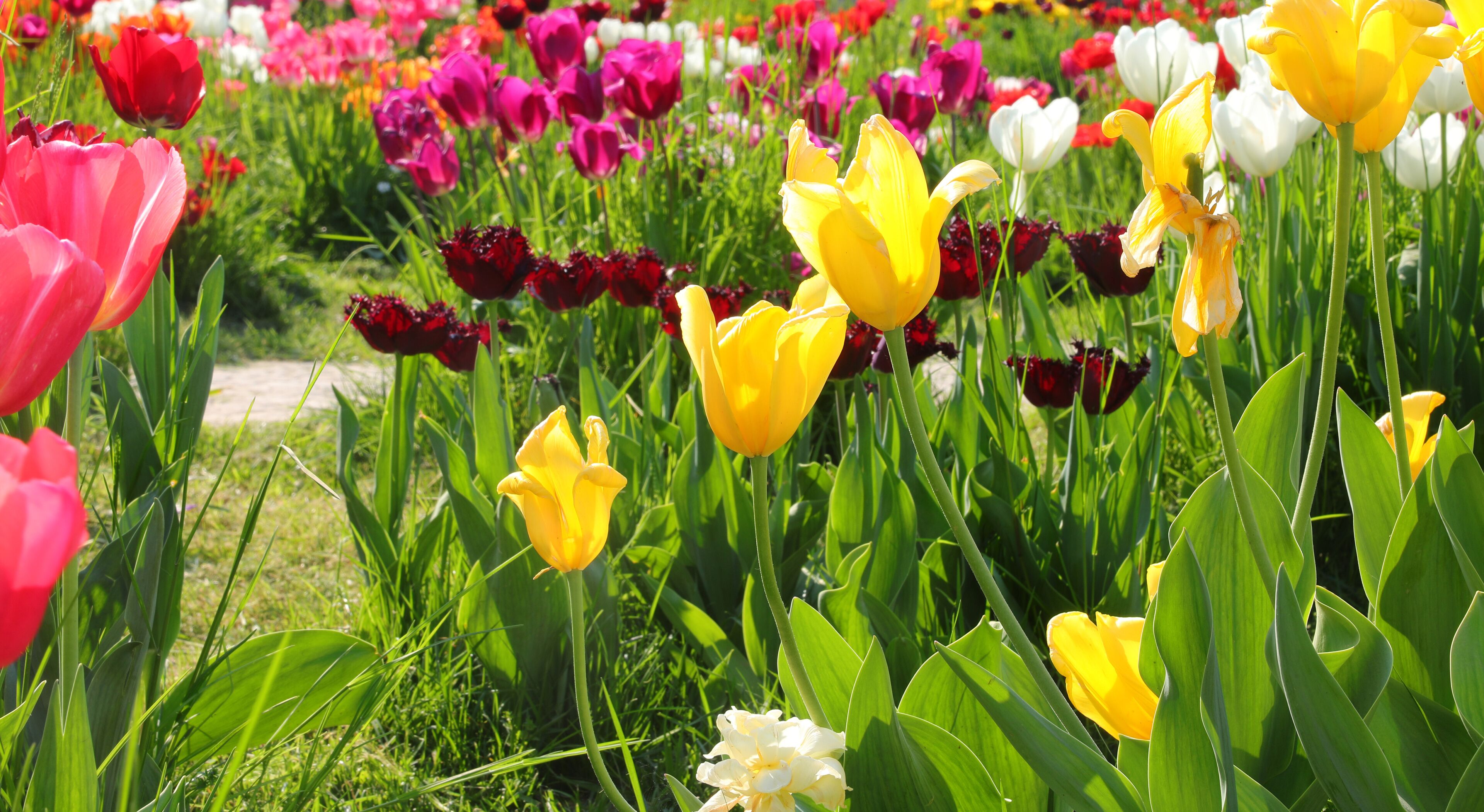 A field of tulips in various colors including yellow, pink, and red.