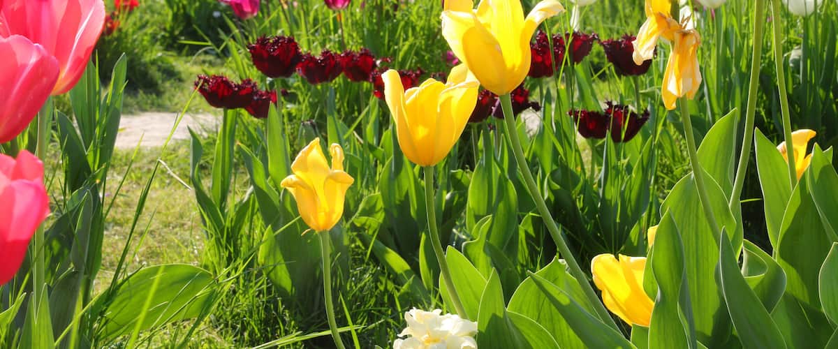 A field of tulips in various colors including yellow, pink, and red.