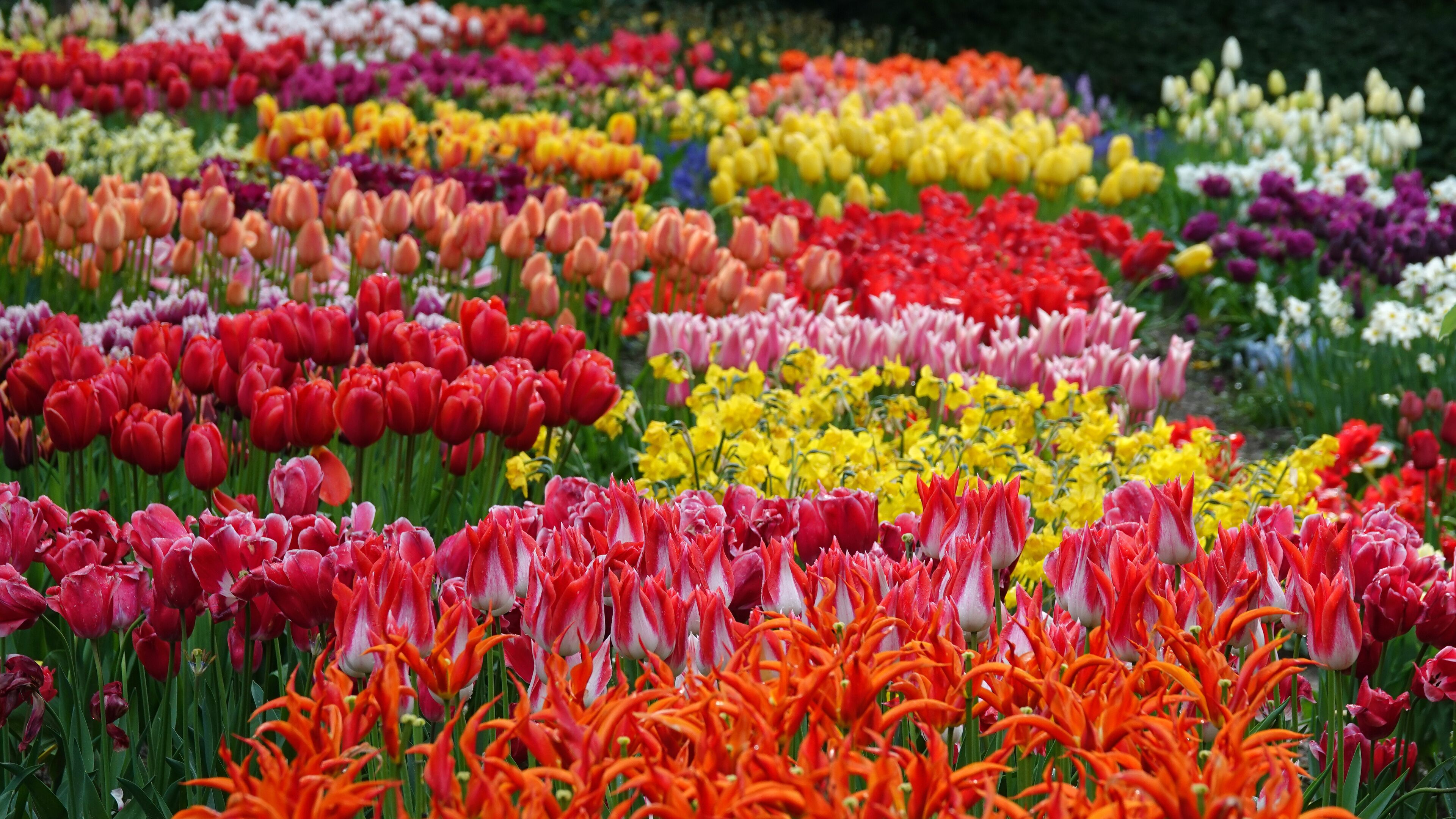 Spring flowers in masses, tulips and some daffodils. Colorful spring background. Location: Poldertuin, Anna Paulowna, Netherlands