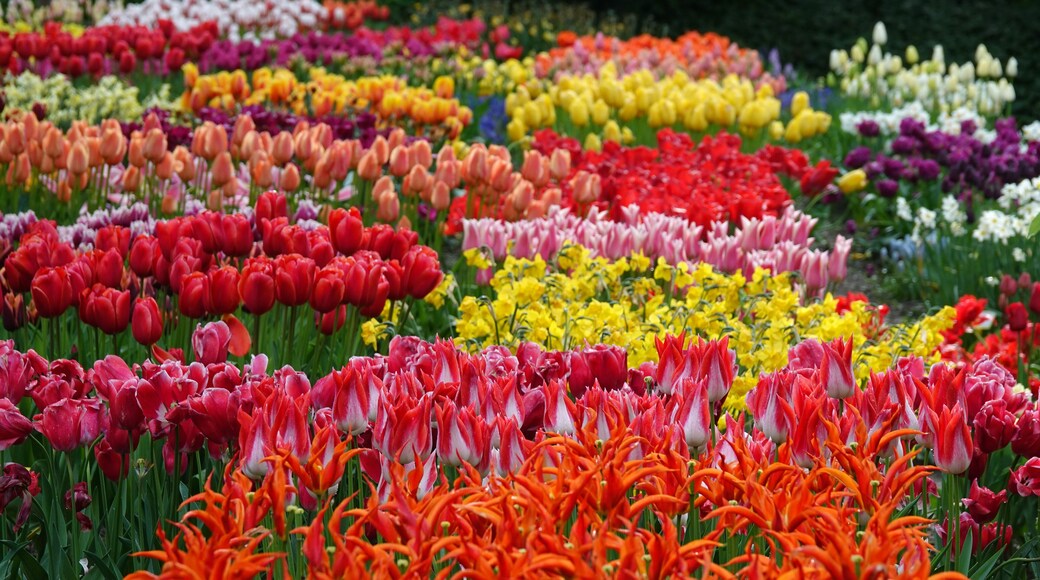 Spring flowers in masses, tulips and some daffodils. Colorful spring background. Location: Poldertuin, Anna Paulowna, Netherlands