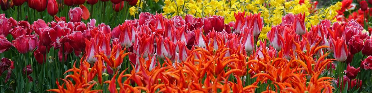 Spring flowers in masses, tulips and some daffodils. Colorful spring background. Location: Poldertuin, Anna Paulowna, Netherlands