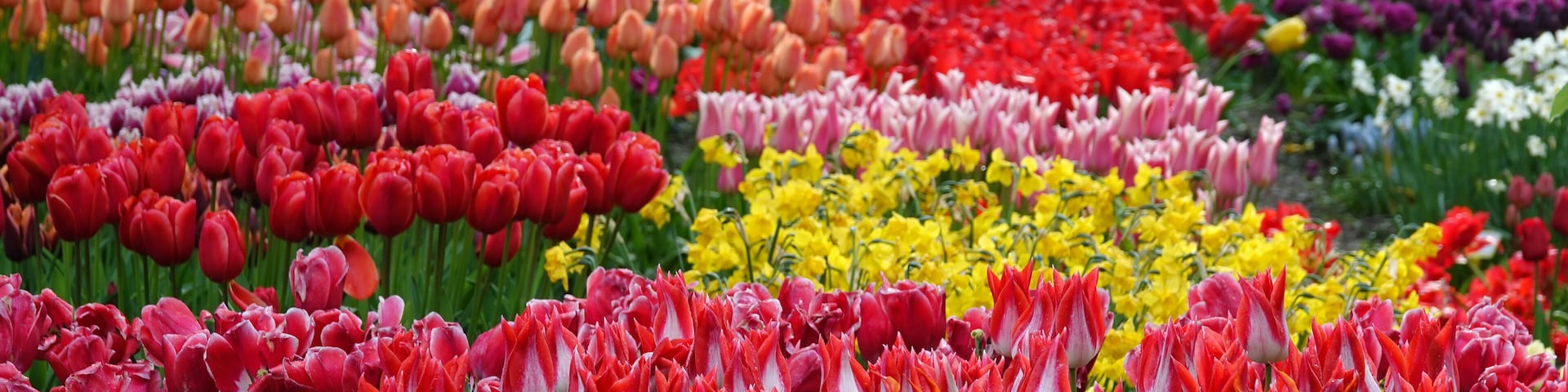 Spring flowers in masses, tulips and some daffodils. Colorful spring background. Location: Poldertuin, Anna Paulowna, Netherlands