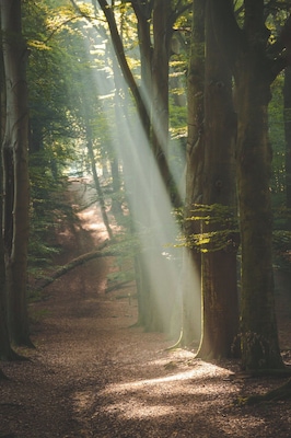 Yeah... Just a beautiful old forest. Go and check it out yourself early in the morning!