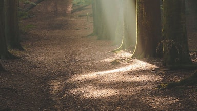 Yeah... Just a beautiful old forest. Go and check it out yourself early in the morning!