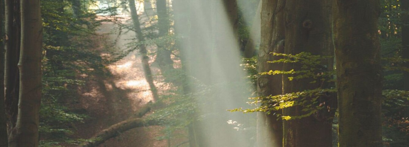 Yeah... Just a beautiful old forest. Go and check it out yourself early in the morning!