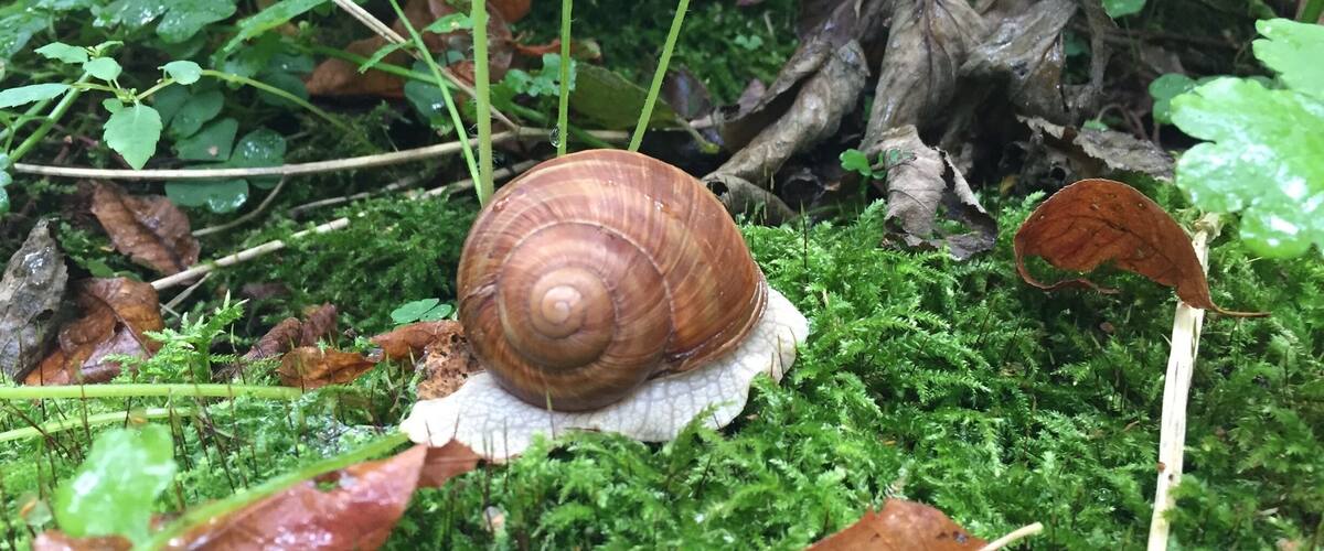 A snail on mossy ground surrounded by green foliage and brown leaves.