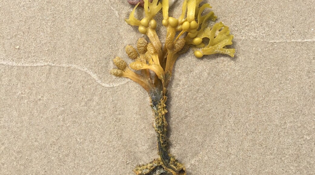 Creature of Lithuanian beach