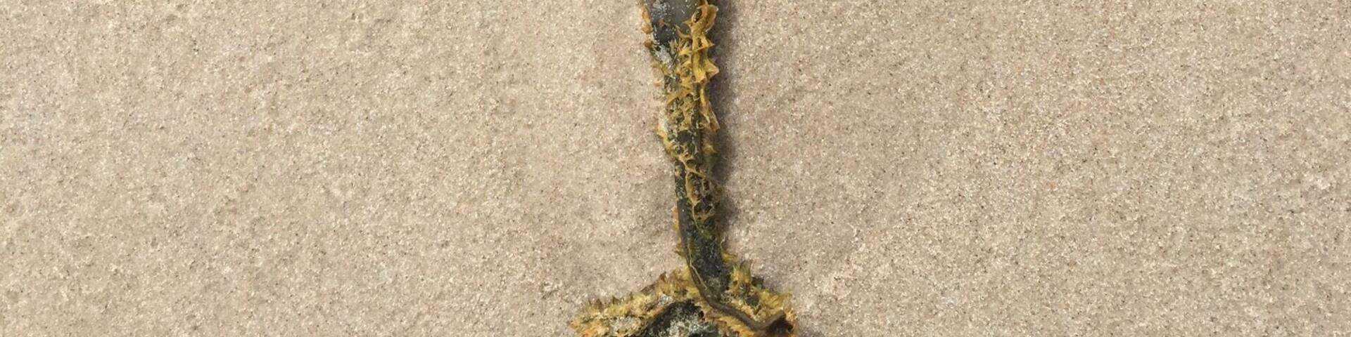 Creature of Lithuanian beach