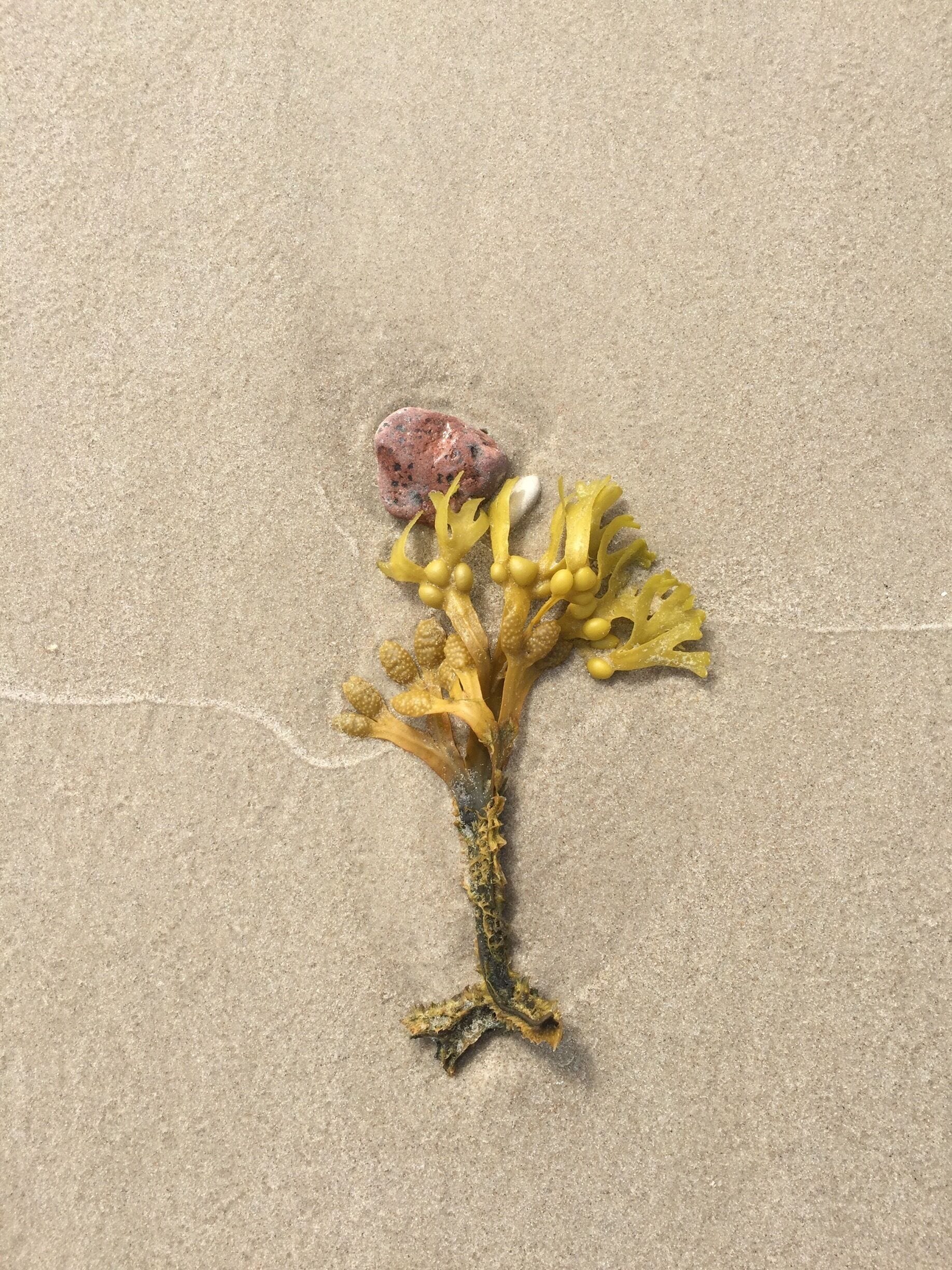 A piece of seaweed on a sandy surface.