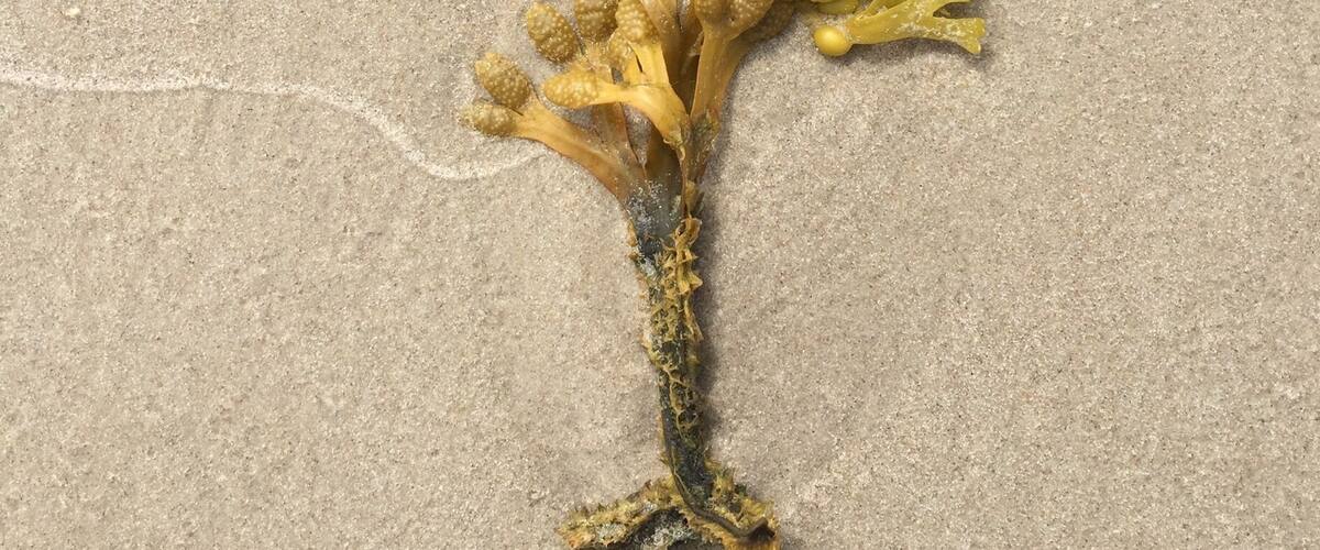 A piece of seaweed on a sandy surface.