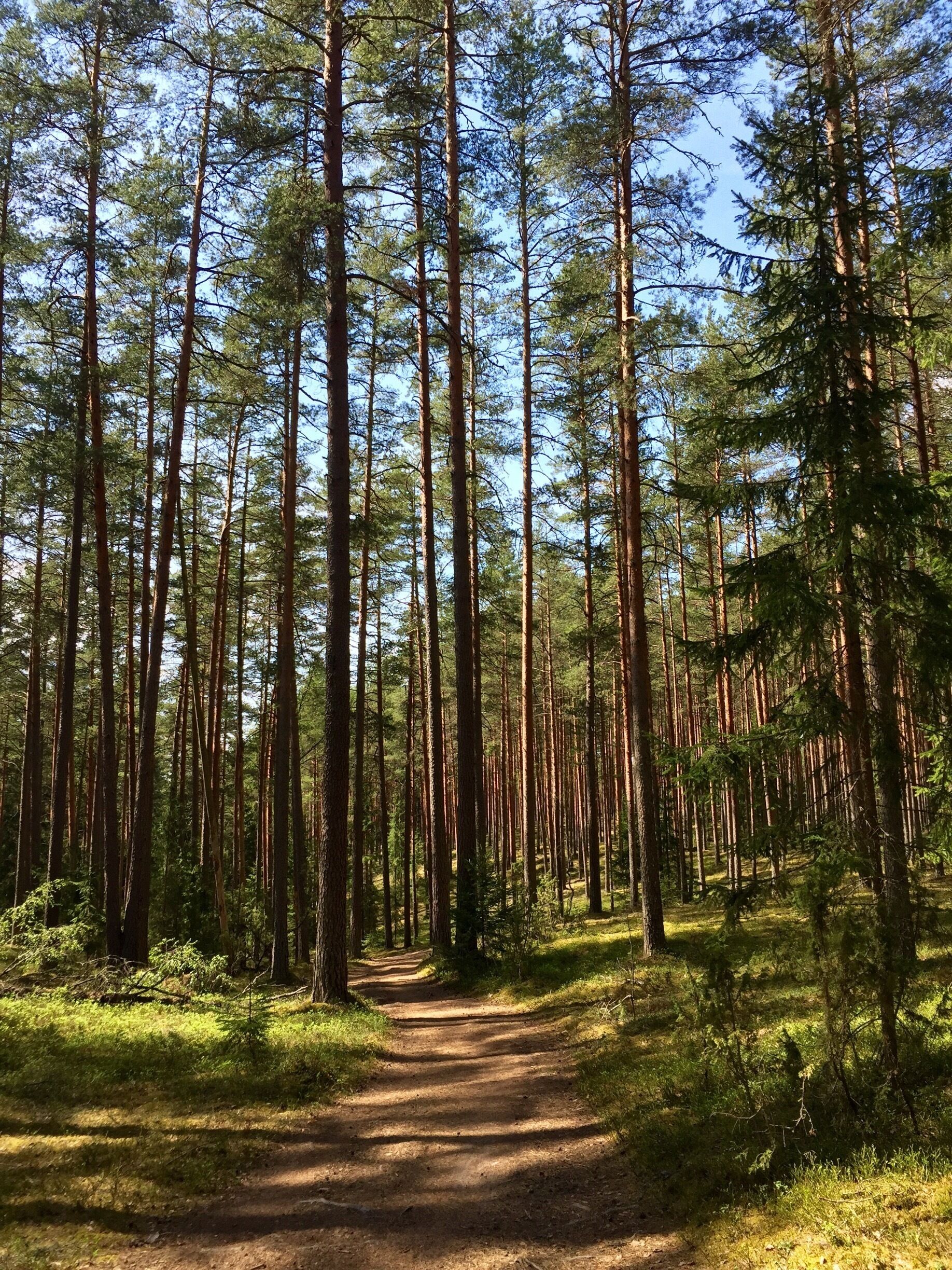 Beautiful forests of Latvia!