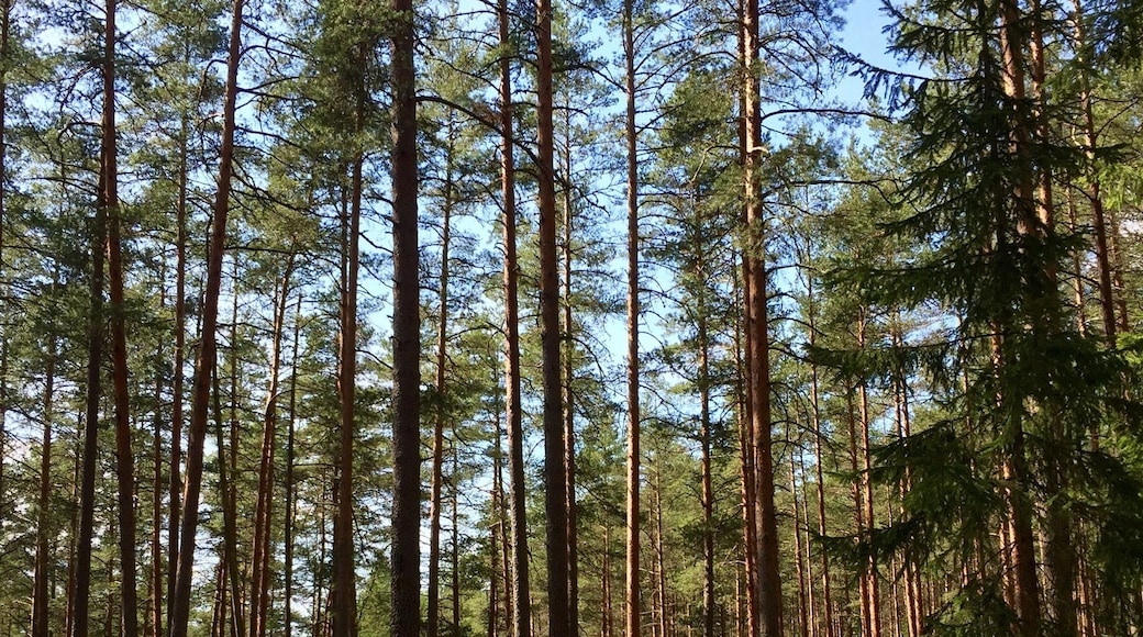 Beautiful forests of Latvia!