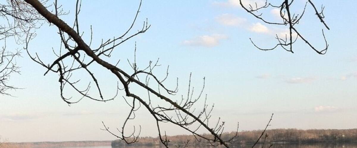A calm lake with bare branches in the foreground and a distant shoreline.