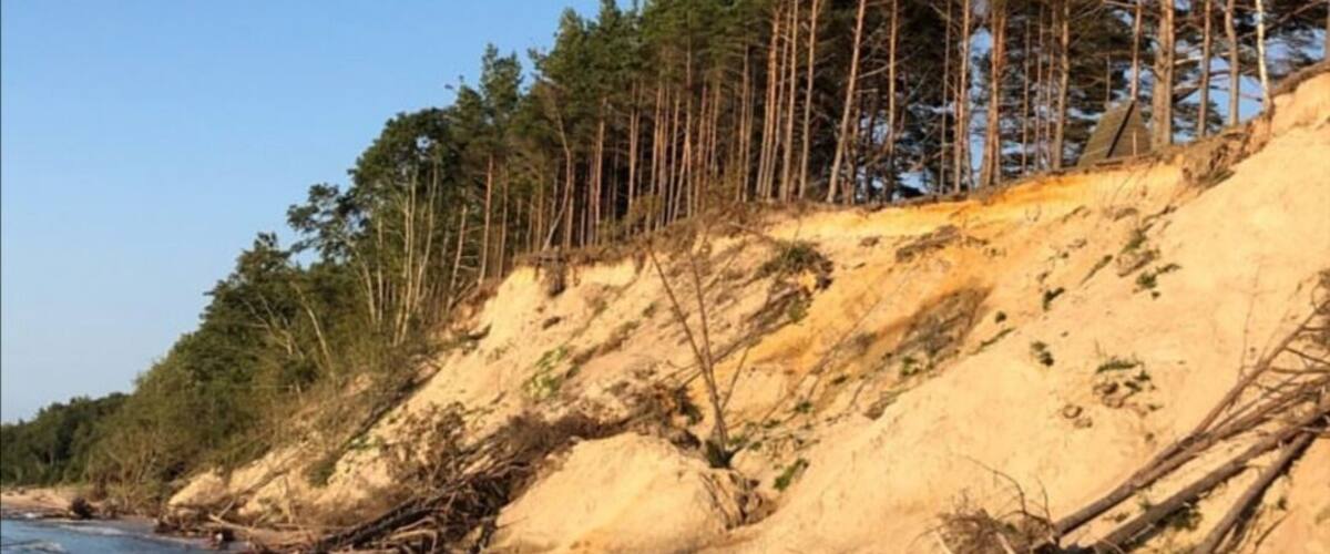A sandy beach with clear water, a forested hillside, and a fallen tree.