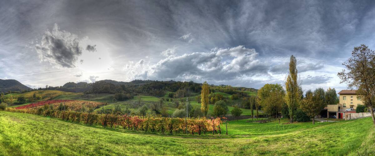 A vineyard, rolling hills, and a house.