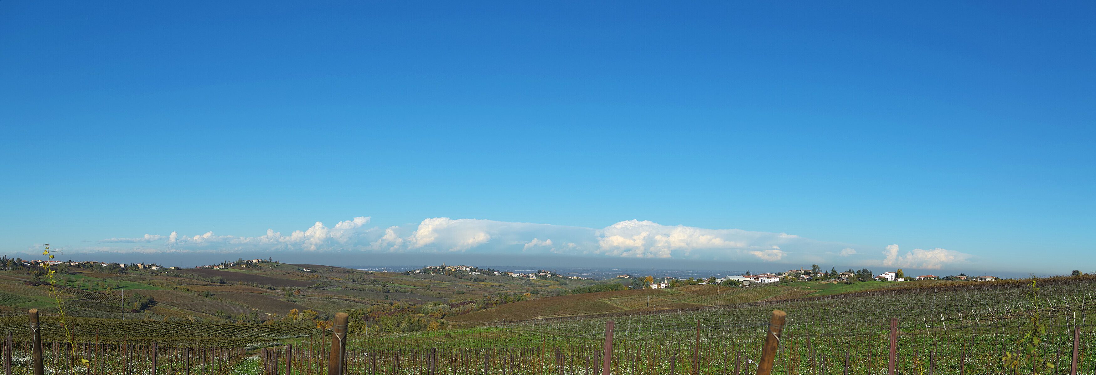 A vineyard with rows of grapevines, rolling hills, and a distant town.
