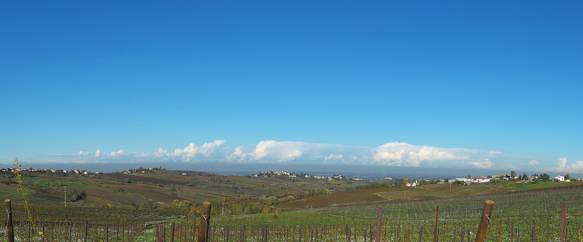 A vineyard with rows of grapevines, rolling hills, and a distant town.