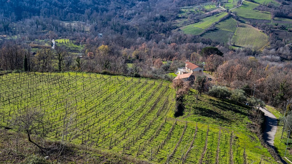 Un vignoble avec des rangées de vignes, une petite maison et des collines douces en arrière-plan.