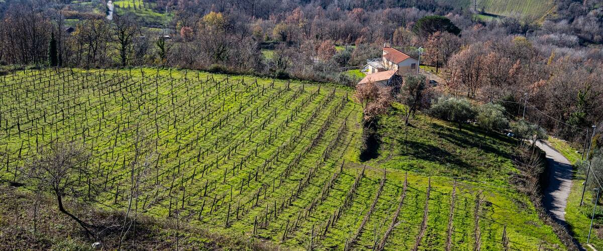 A vineyard with rows of grapevines, a small house, and rolling hills in the background.