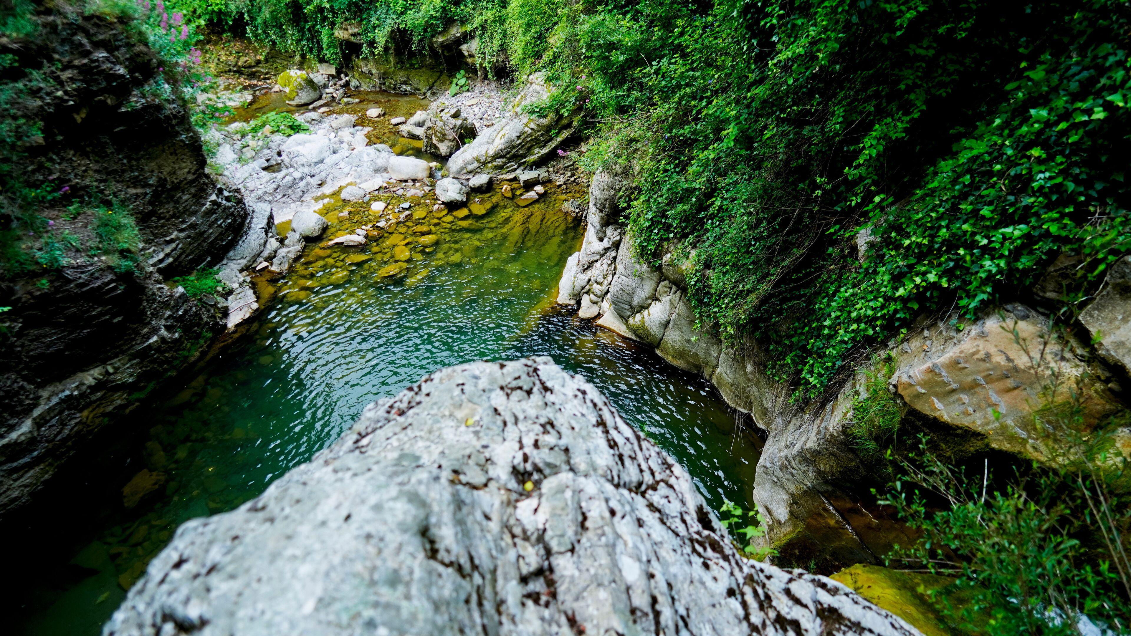 A rocky stream surrounded by lush greenery.