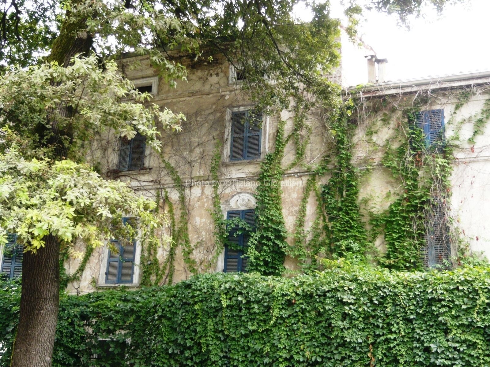 A building with ivy-covered walls and green foliage.