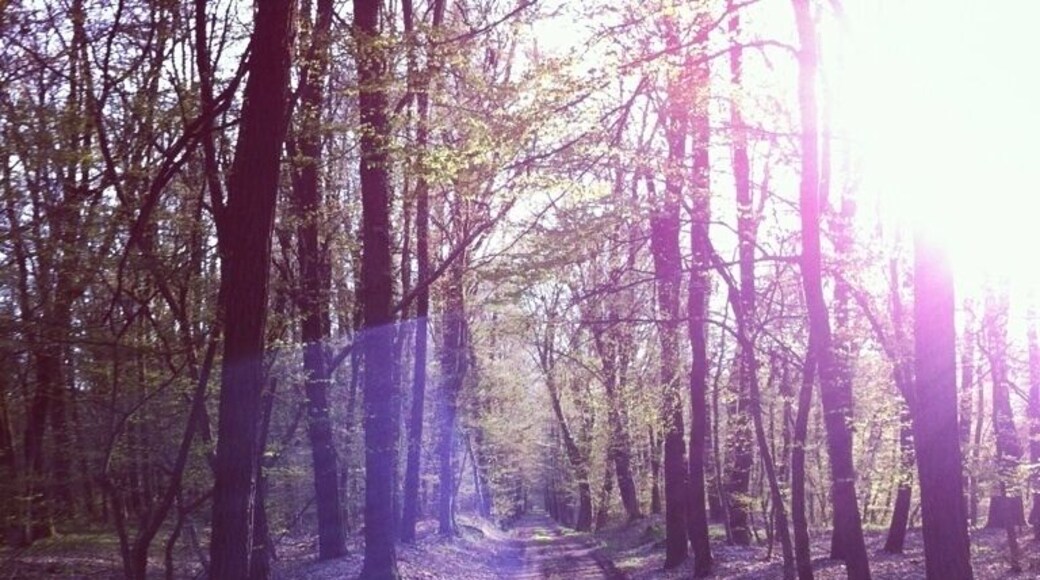 #mtb #nature #outdoor #trail #river #forest #park #everytrail #ticino #tree #parcoticino #parcodelticino #instabike #instambt #cube #cubebike