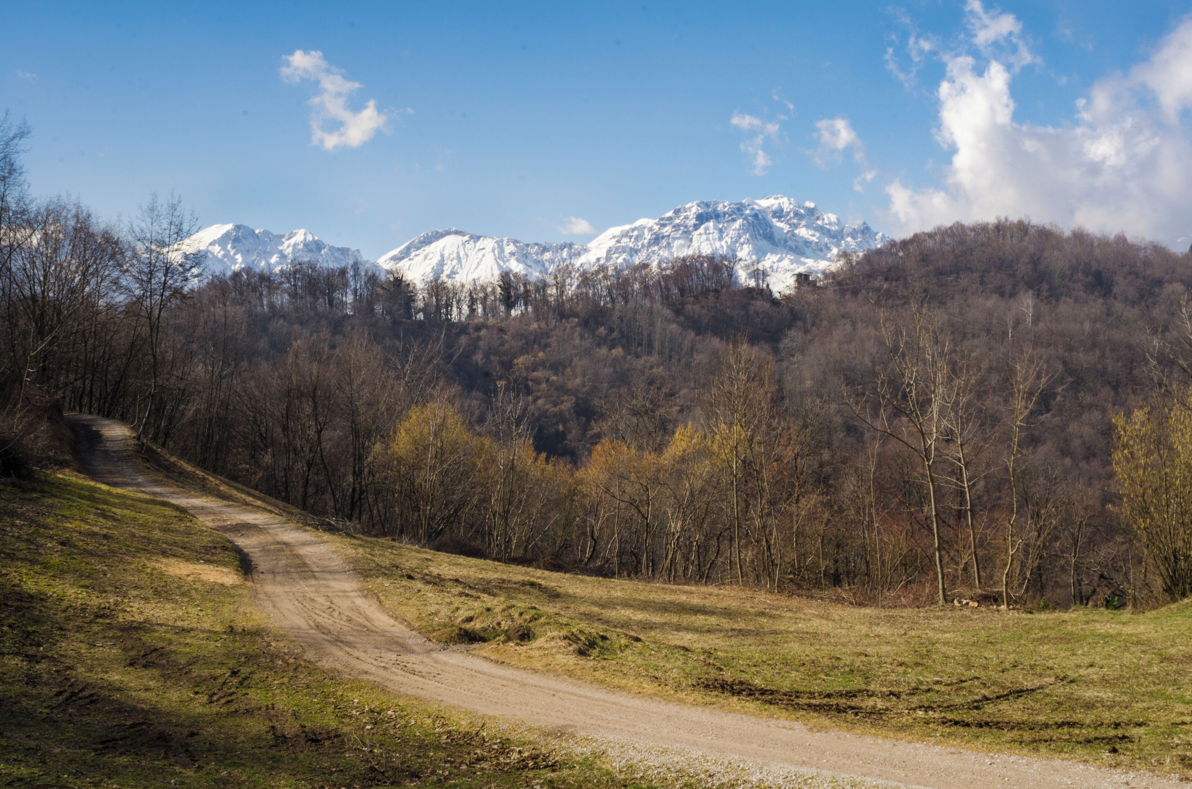 A dirt path leading through a forest with snow-capped mountains in the background.