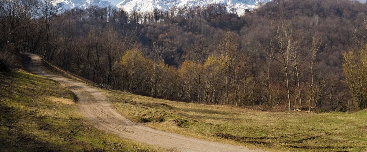 A dirt path leading through a forest with snow-capped mountains in the background.