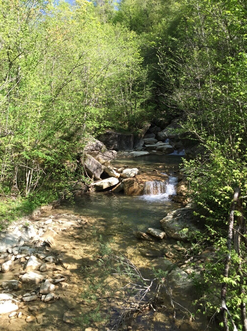 A clear stream flowing through a forest with rocks and trees.