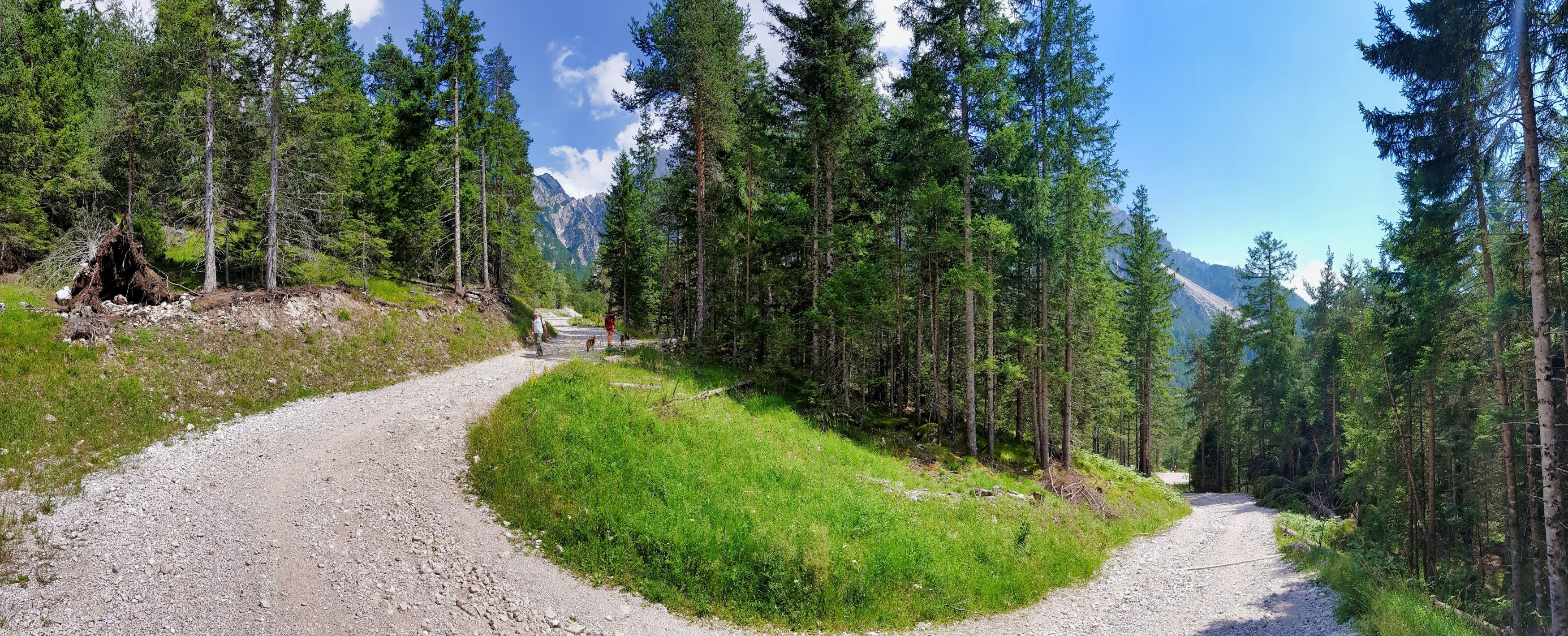 A gravel road winding through a forest with tall trees and a mountain in the background.