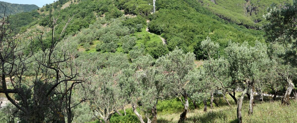 A lush green hillside with a winding path and a tall structure on top.