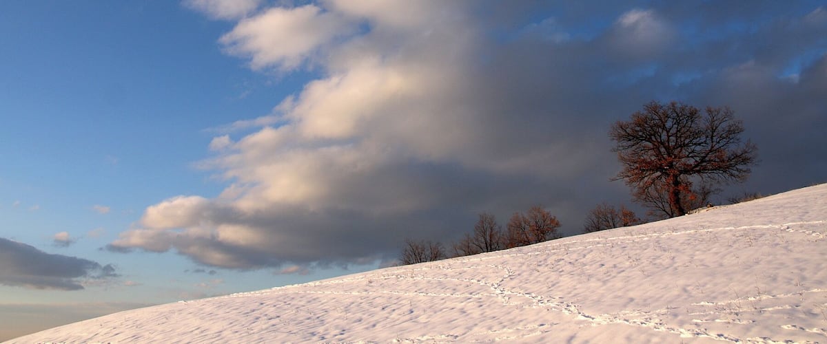 A snow-covered landscape with a clear sky and a leafless tree.